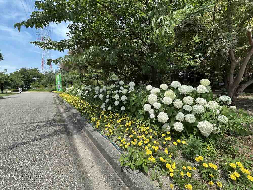 夏の白い紫陽花
