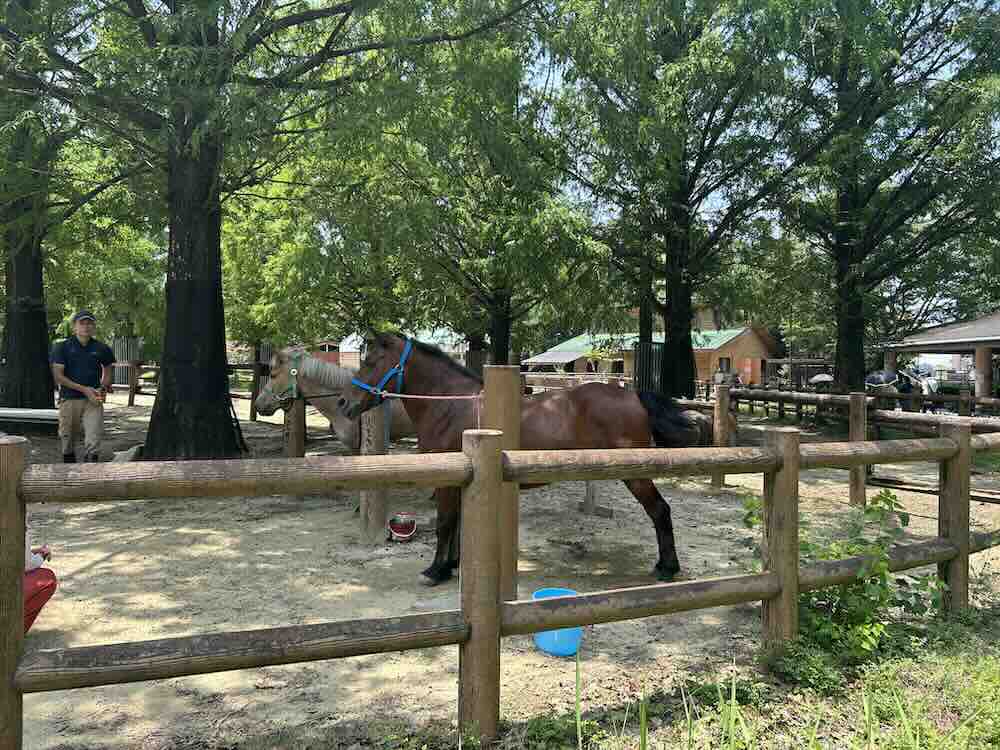 のんほいパーク 馬