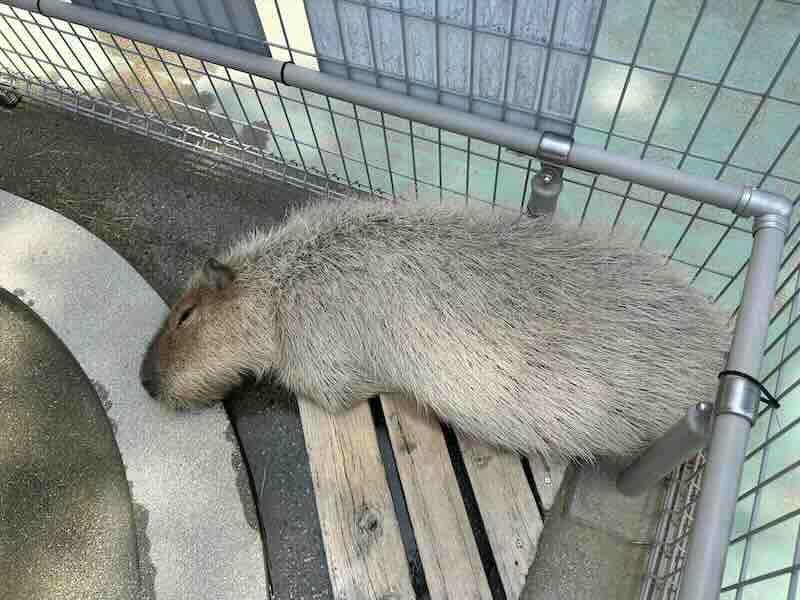 のんほいパーク カピパラ