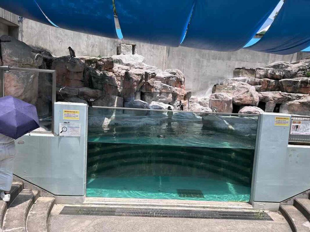 のんほいパーク ペンギン1