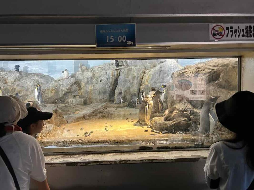 のんほいパーク ペンギン3