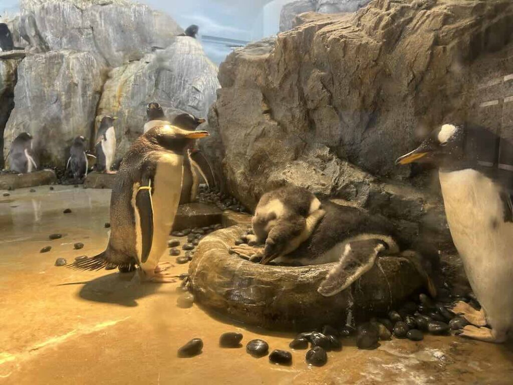 のんほいパーク ペンギン4