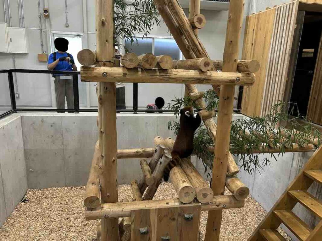 のんほいパーク レッサーパンダ1