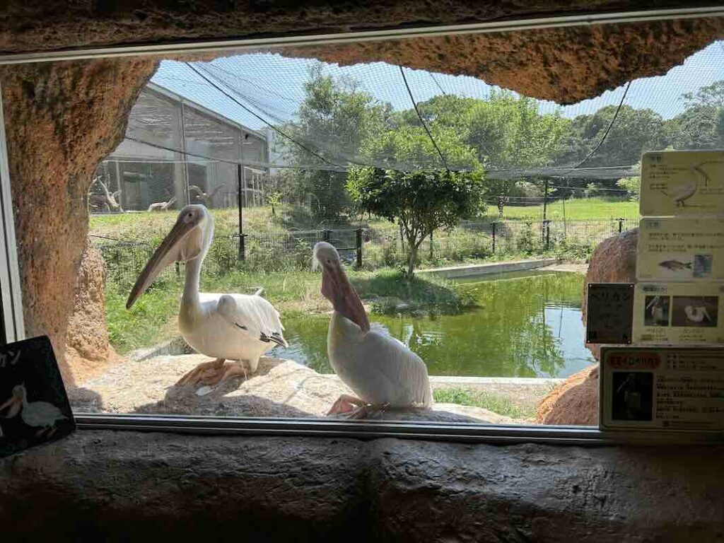 のんほいパーク ペリカン