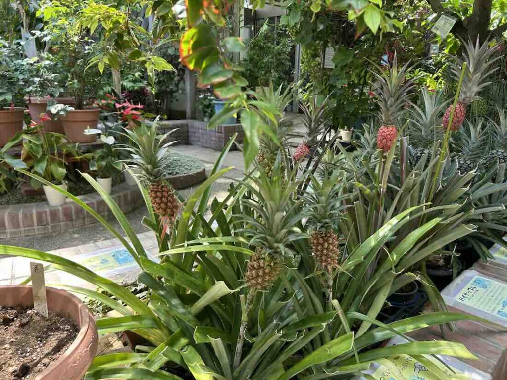 のんほいパーク 植物園4