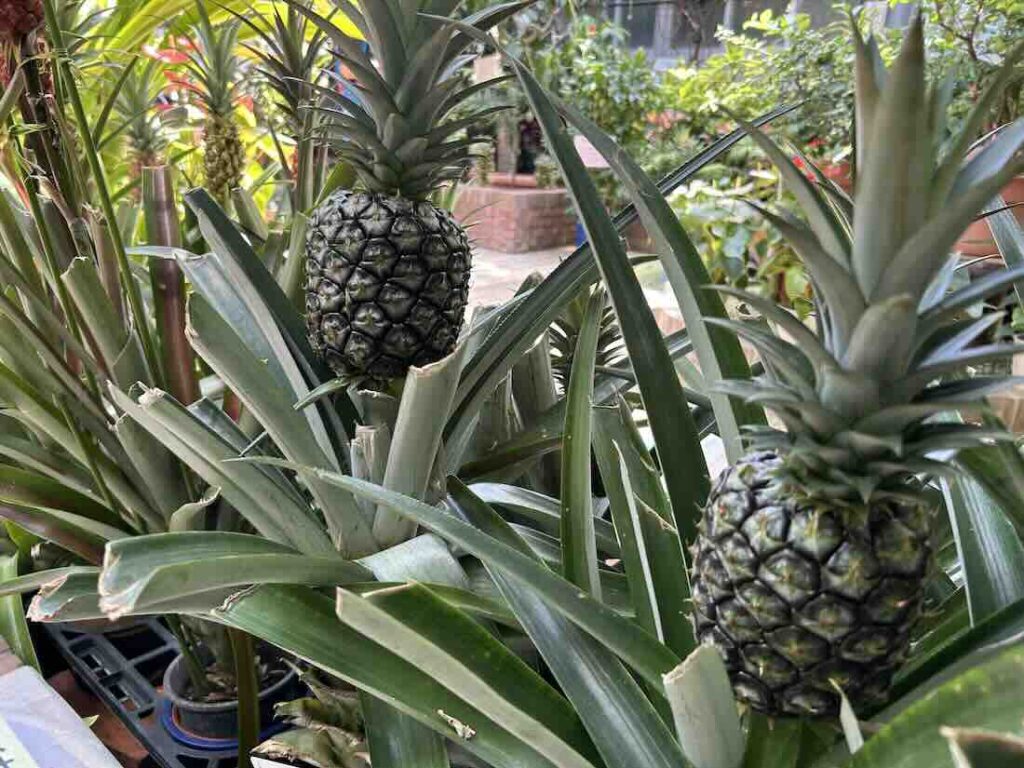 のんほいパーク 植物園5