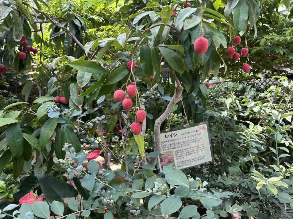 のんほいパーク 植物園6