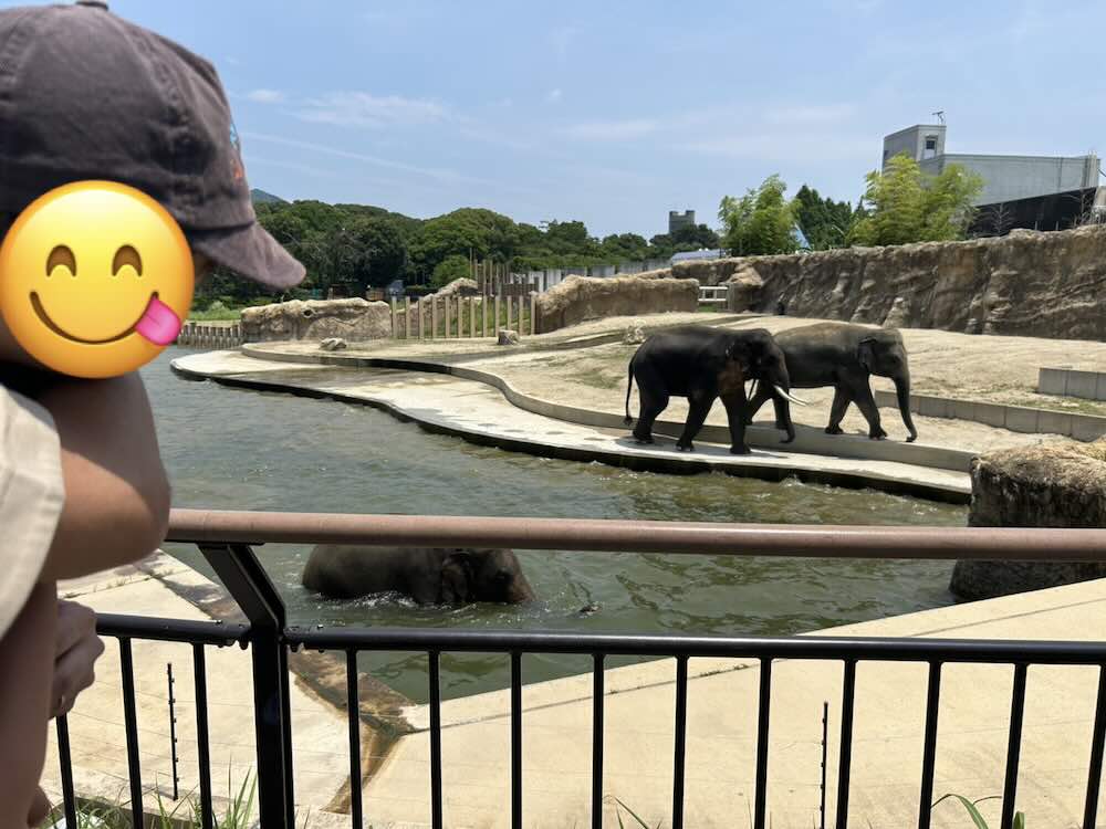 のんほいパーク ぞう3