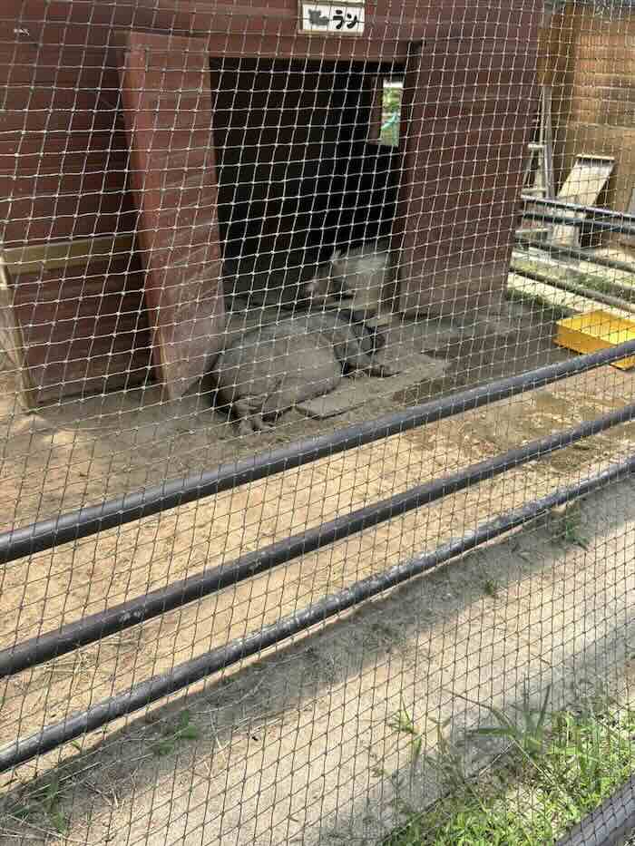 のんほいパーク ミニブタ