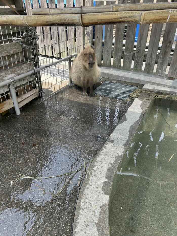 のんほいパーク カピパラ2