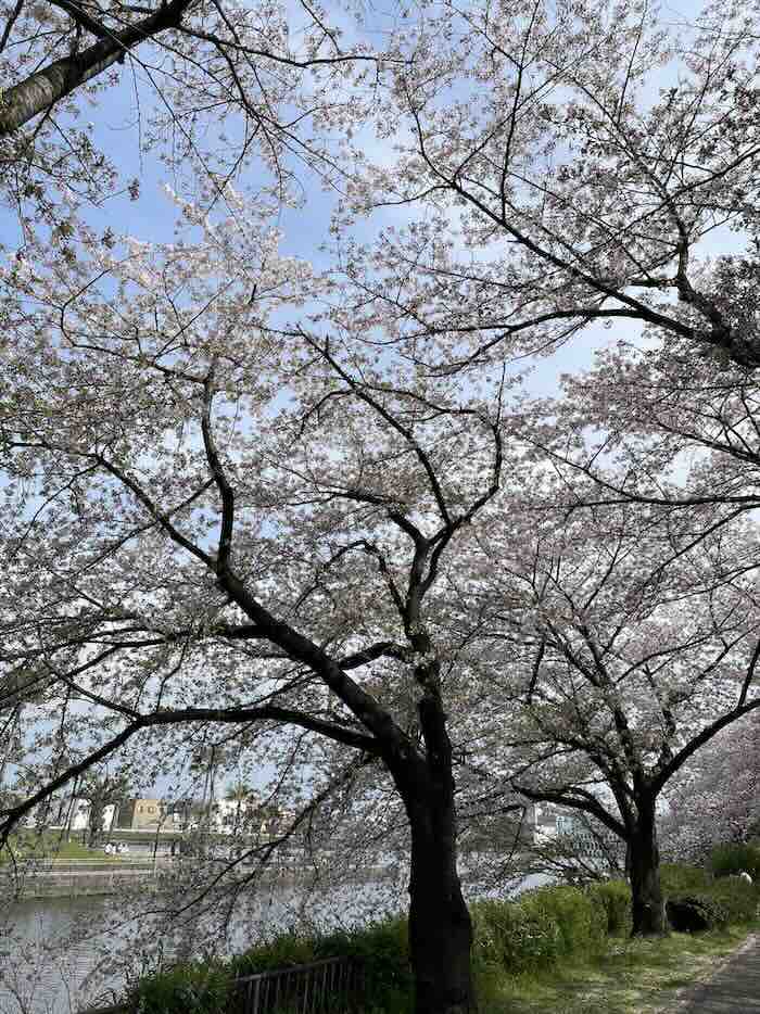 荒子川公園 桜