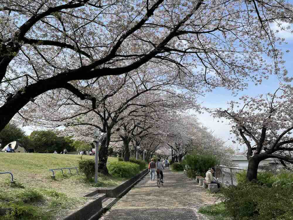 荒子川公園 花見