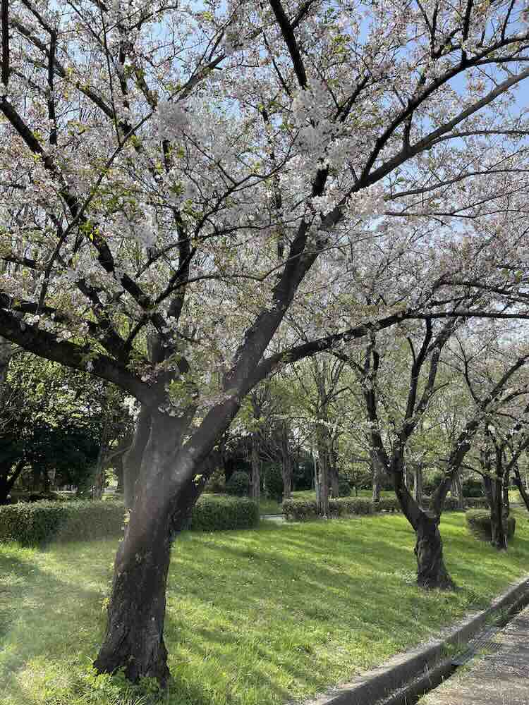 荒子川公園 桜