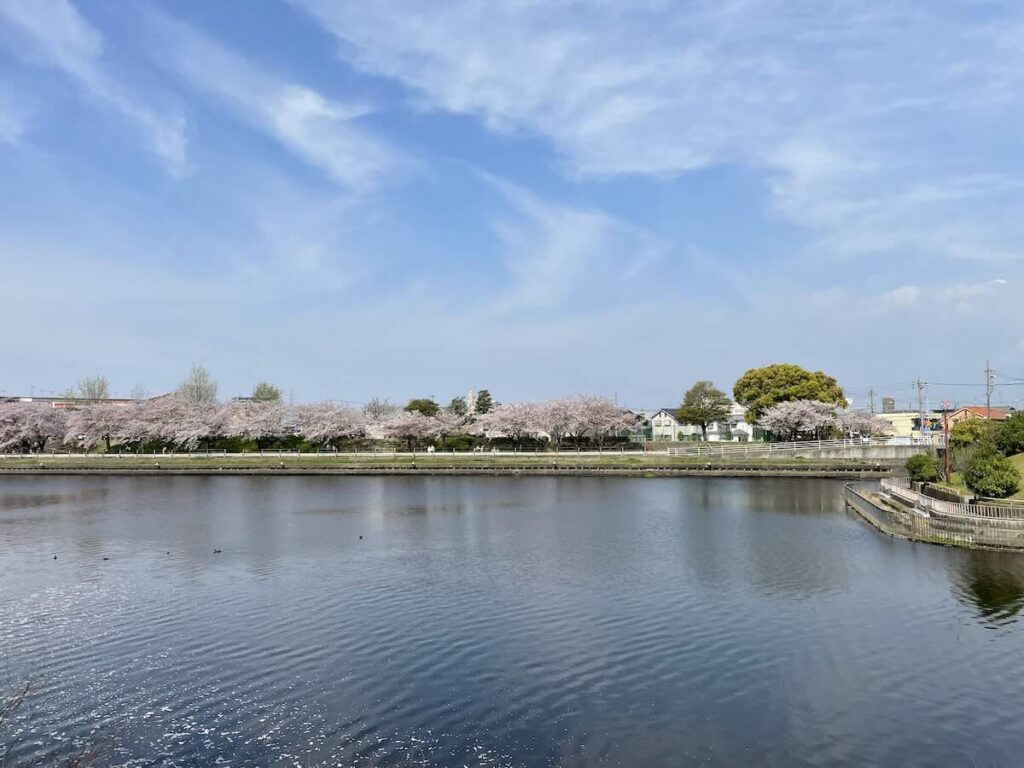 荒子川公園 桜