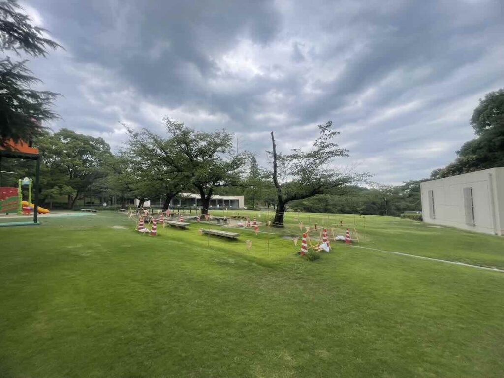 大池公園 芝生