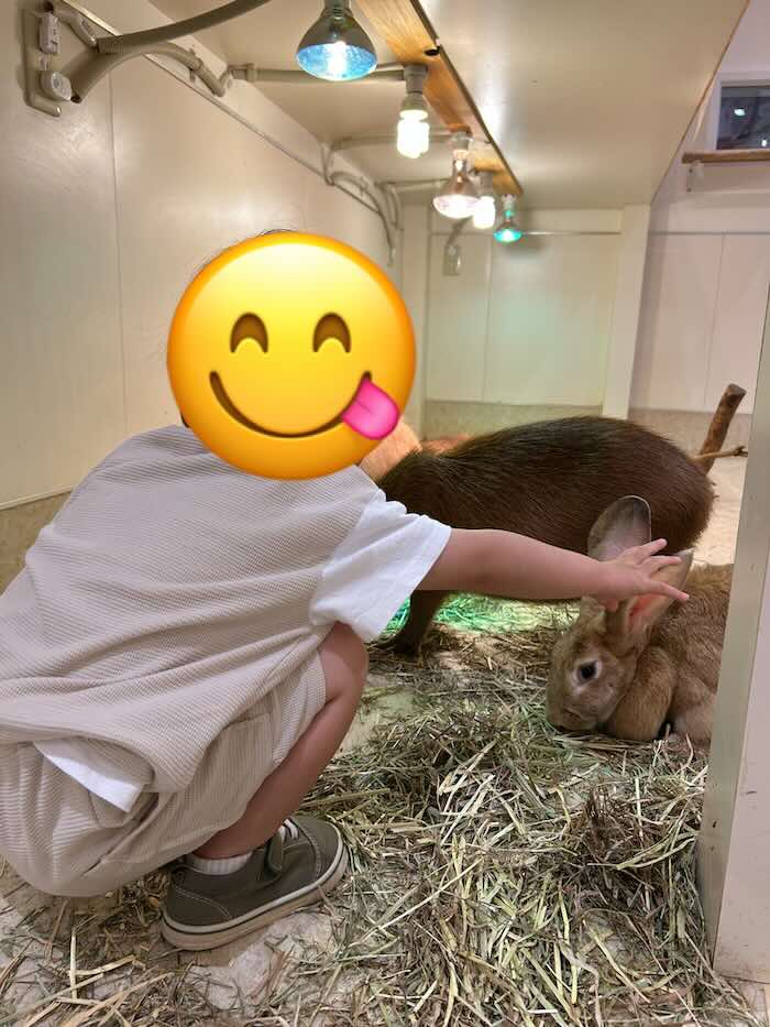 アニタッチ ウサギ