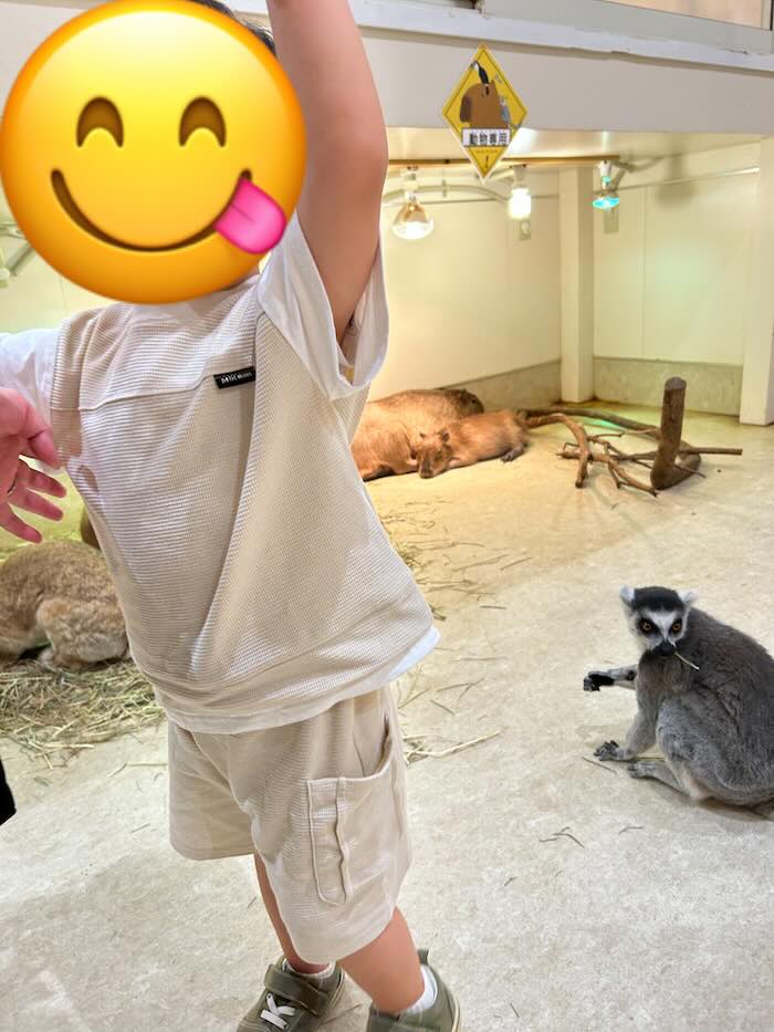 アニタッチ ワオキツネザル