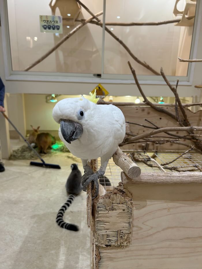アニタッチ インコ