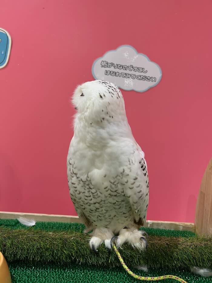 アニタッチ 白フクロウ