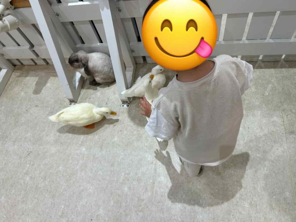 アニタッチ アヒル ウサギ