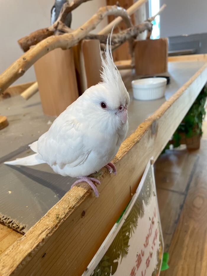 メイカーズピア　オカメインコ