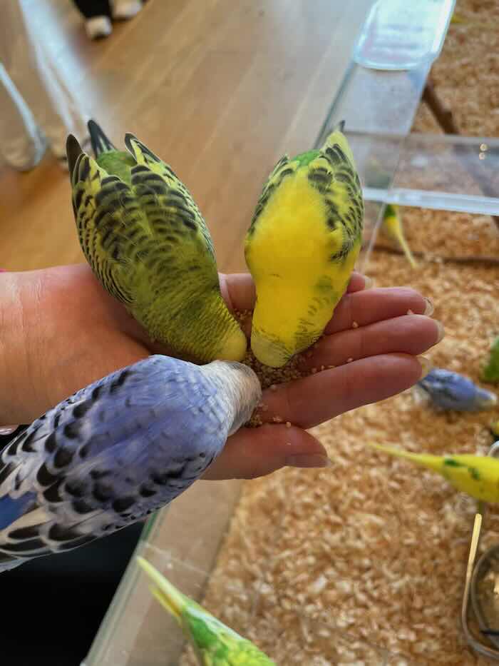 メイカーズピア　オカメインコ