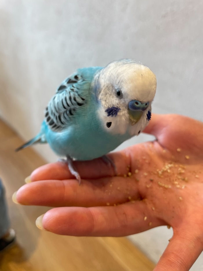 メイカーズピア　オカメインコ　青