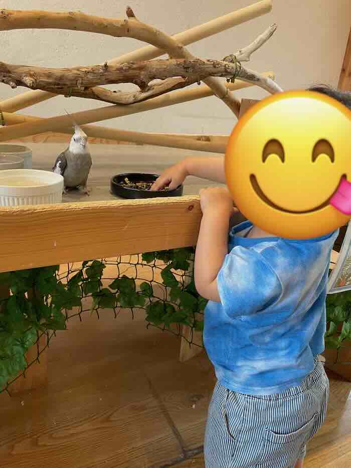 メイカーズピア　オカメインコ