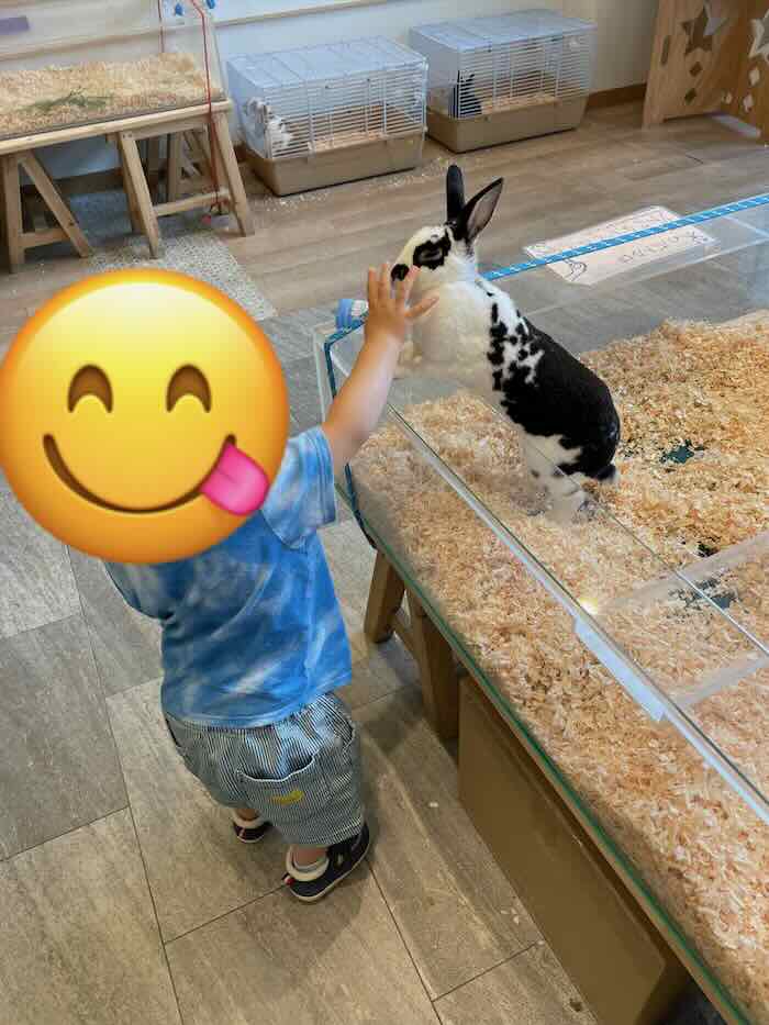 メイカーズピア　ウサギ