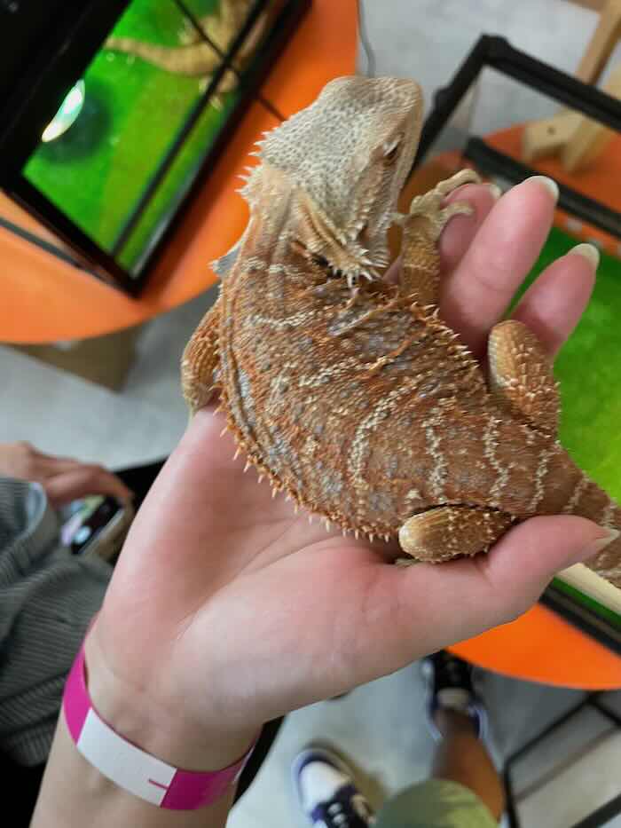 メイカーズピア　トカゲ　爬虫類