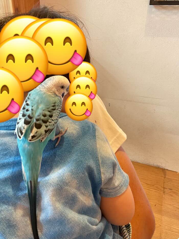 メイカーズピア　オカメインコ　青