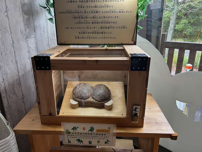 大高緑地公園　ディノアドベンチャー名古屋　卵の化石
