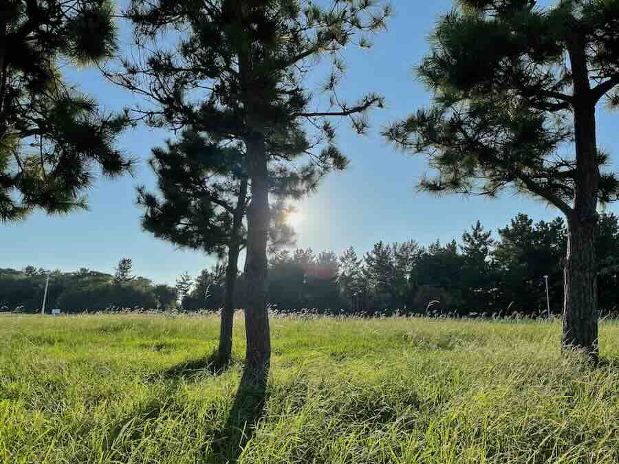 新舞子マリンパーク ビーチ ピクニック 芝生 海遊び 砂遊び 売店