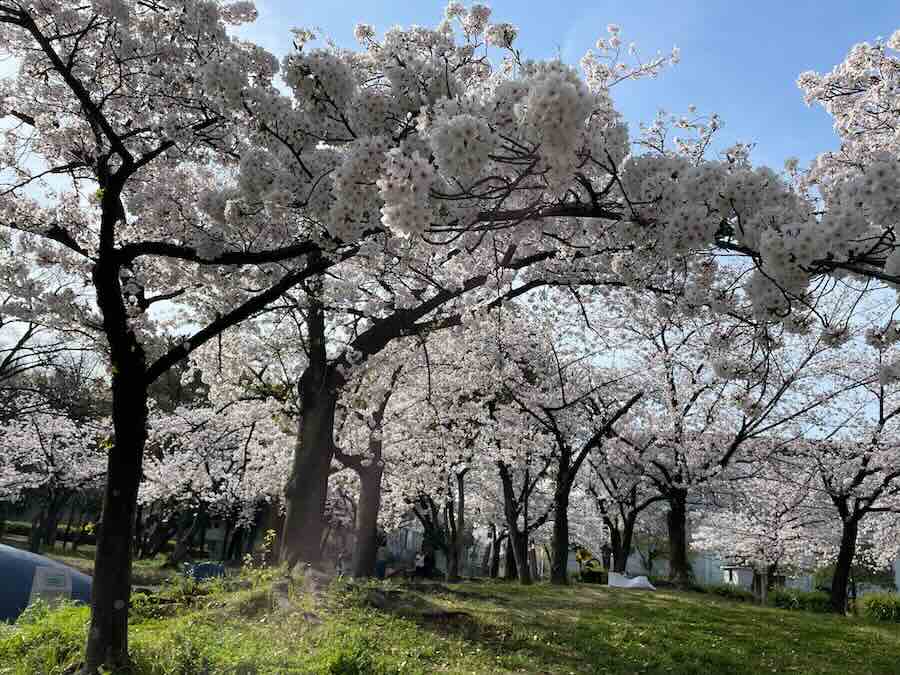 道徳公園　花見　桜