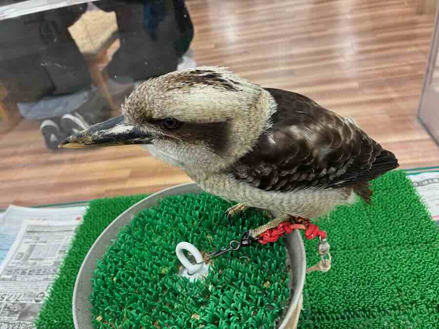 いきもの探検隊 リソラ大府店　鳥類　カワセミ　インコ　