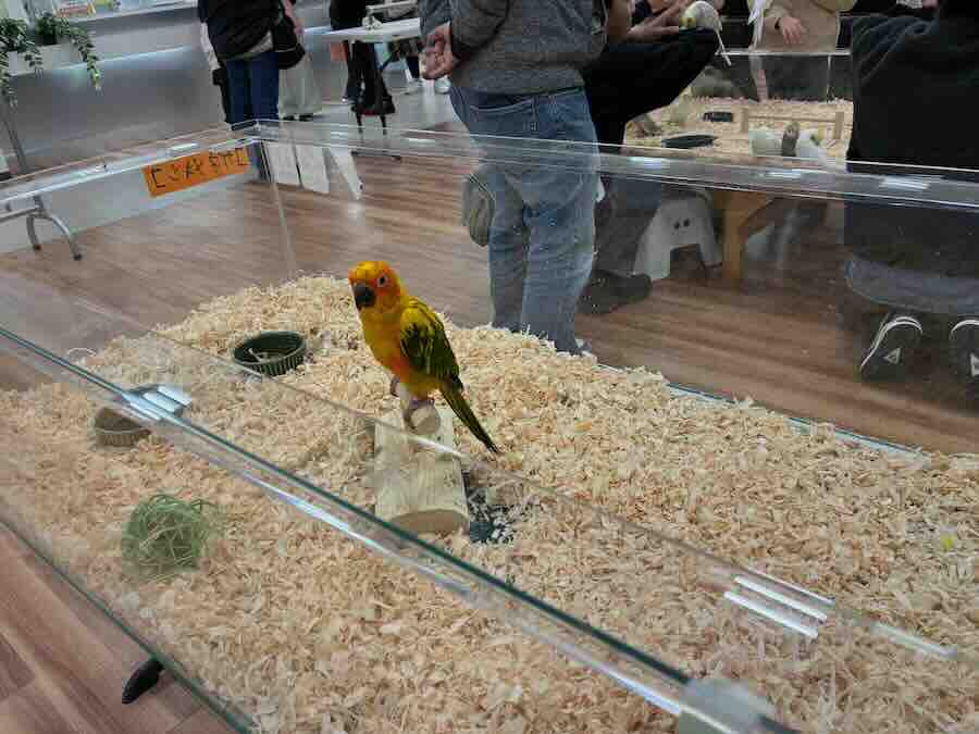 いきもの探検隊 リソラ大府店　鳥類　カワセミ　インコ　