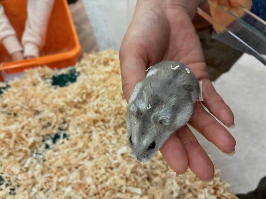 いきもの探検隊 リソラ大府店　ウサギ　ハムスター