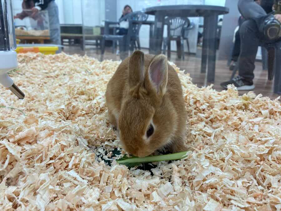 いきもの探検隊 リソラ大府店　ウサギ