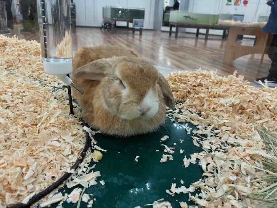 いきもの探検隊 リソラ大府店　ウサギ　ハムスター