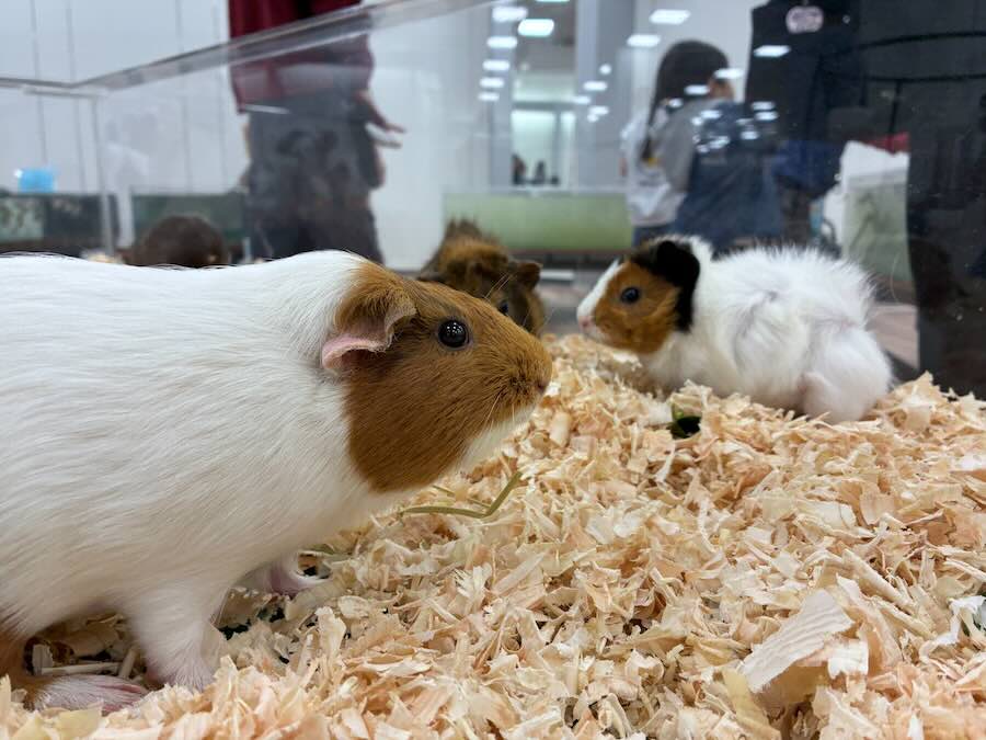 いきもの探検隊 リソラ大府店　ウサギ　ハムスター　モルモット