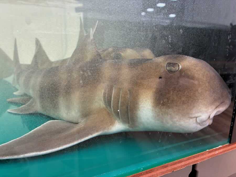 いきもの探検隊 リソラ大府店　サメ　かに　えび　ザリガニ釣り