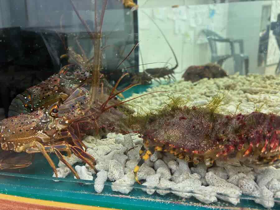 いきもの探検隊 リソラ大府店　サメ　かに　えび　ザリガニ釣り
