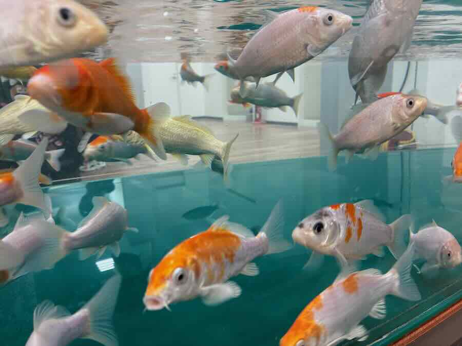 いきもの探検隊 リソラ大府店　サメ　かに　えび　ザリガニ釣り　チョウザメ