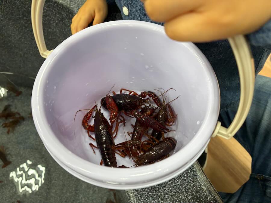 いきもの探検隊 リソラ大府店　サメ　かに　えび　ザリガニ釣り　チョウザメ