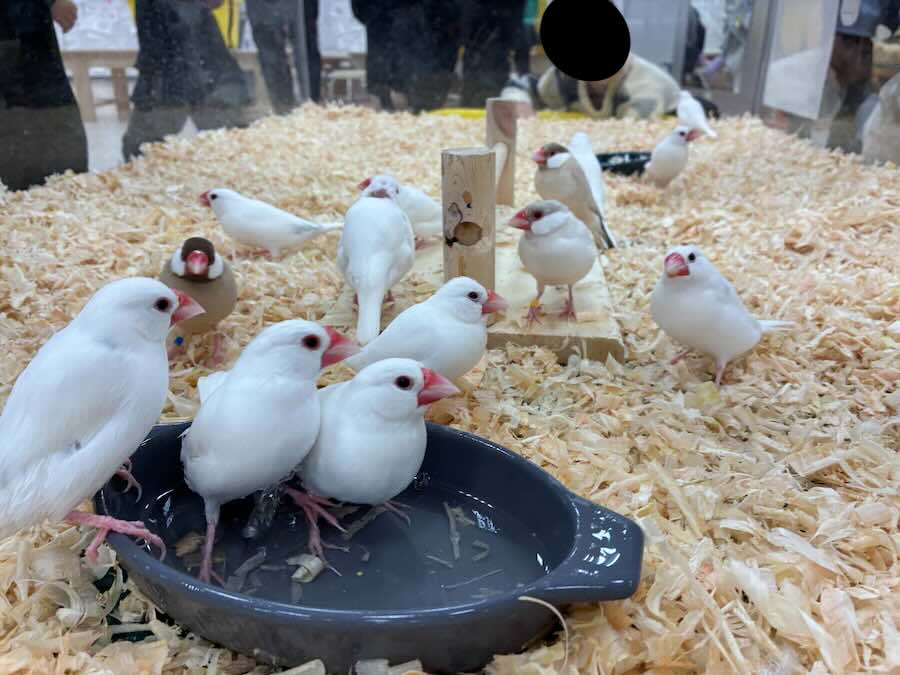 いきもの探検隊 リソラ大府店　鳥類　カワセミ　インコ　おうむ