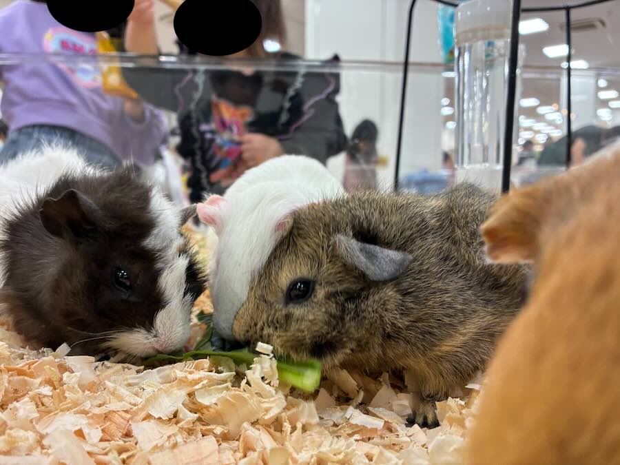いきもの探検隊 リソラ大府店　ウサギ　ハムスター　モルモット