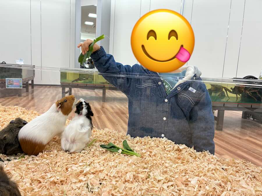 いきもの探検隊 リソラ大府店　ウサギ　ハムスター　モルモット