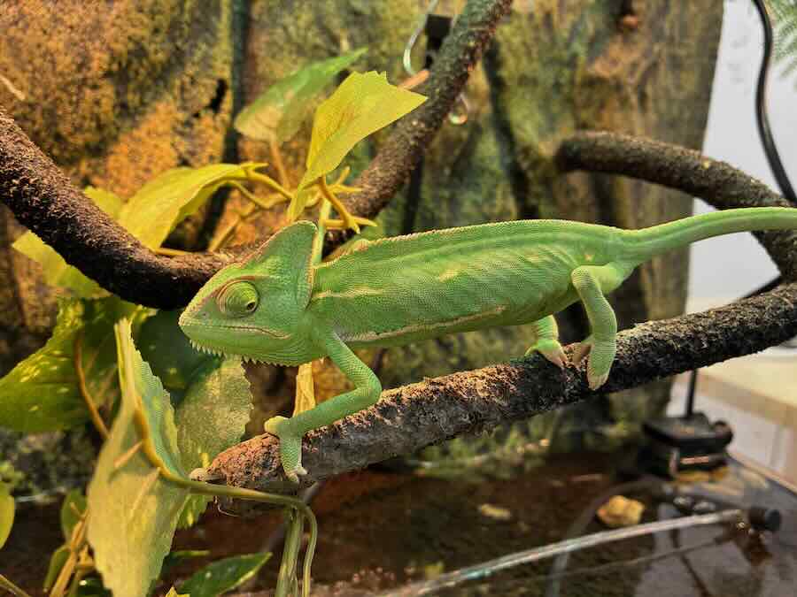 いきもの探検隊 リソラ大府店　爬虫類　蛇　トカゲ　カメレオン