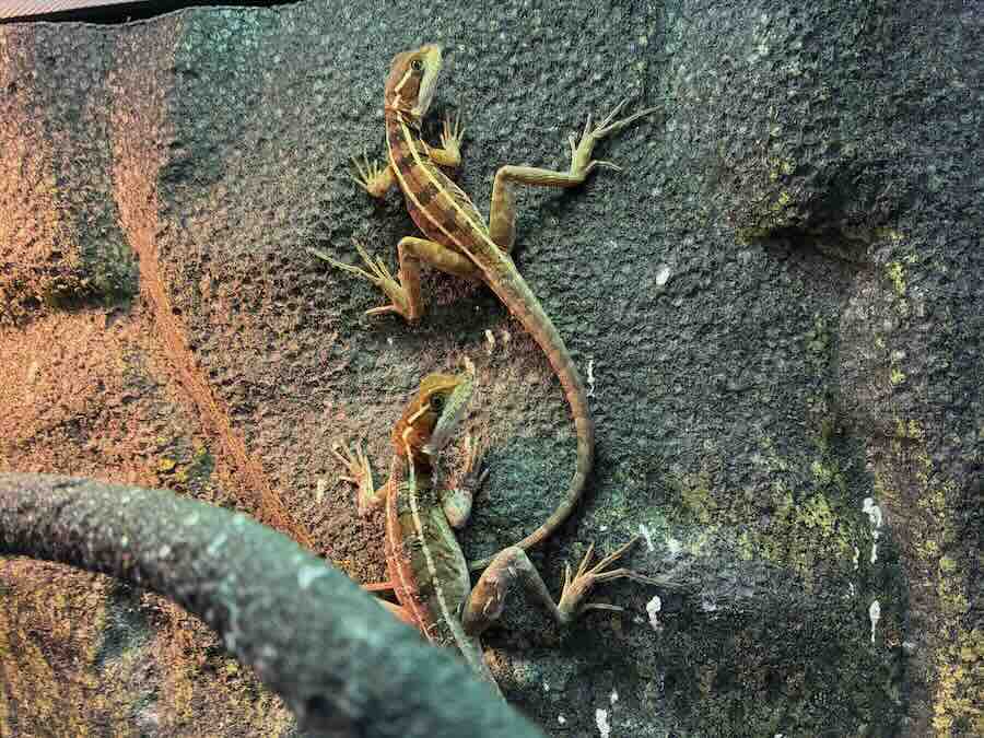 いきもの探検隊 リソラ大府店　爬虫類　蛇　トカゲ　カメレオン