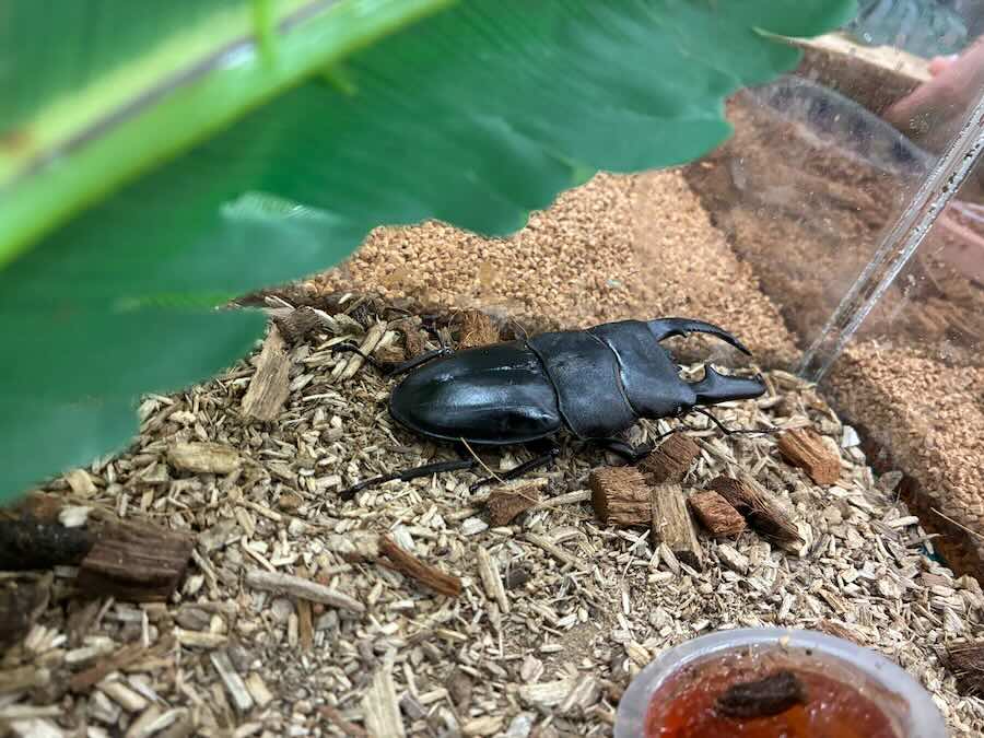 いきもの探検隊 リソラ大府店　昆虫　クワガタ　カブトむし